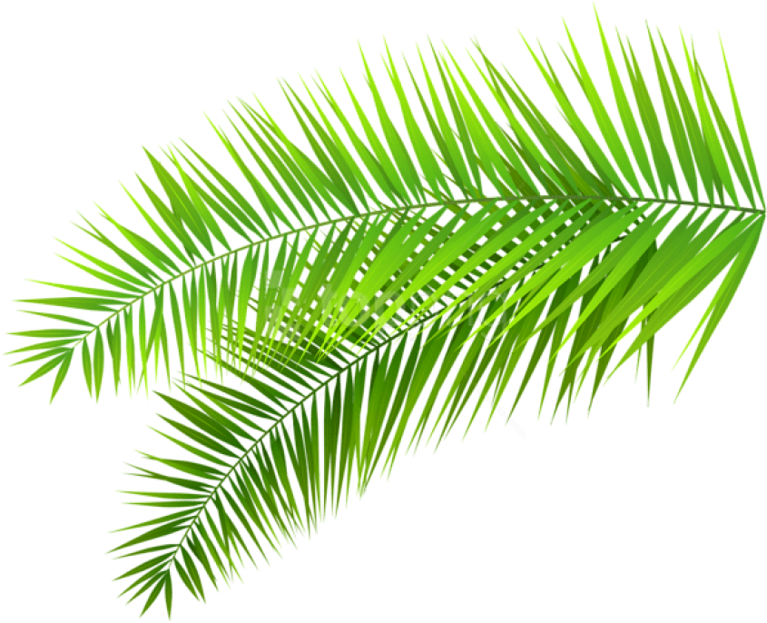 Vibrant Green Palm Frond PNG image