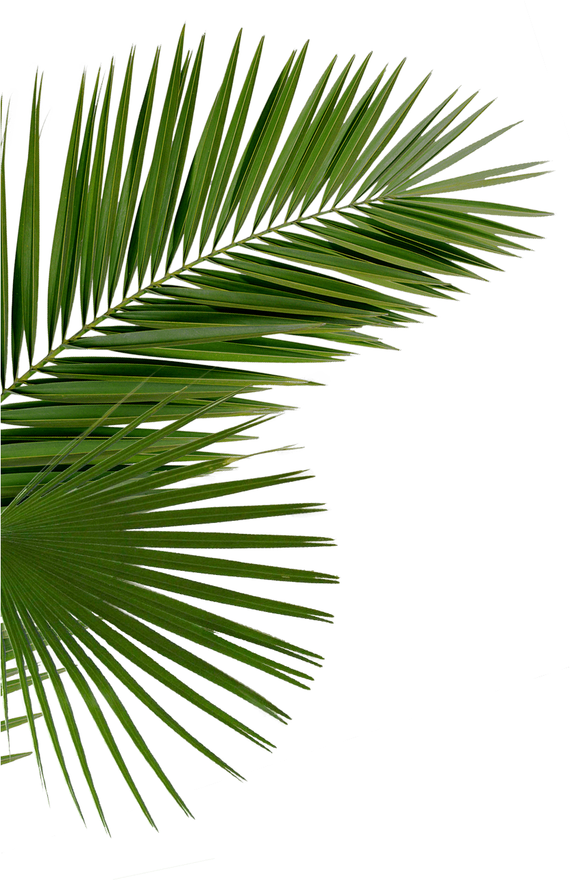Vibrant Green Palm Frond PNG image