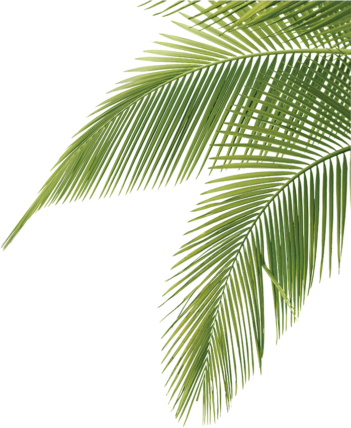 Vibrant Green Palm Fronds PNG image