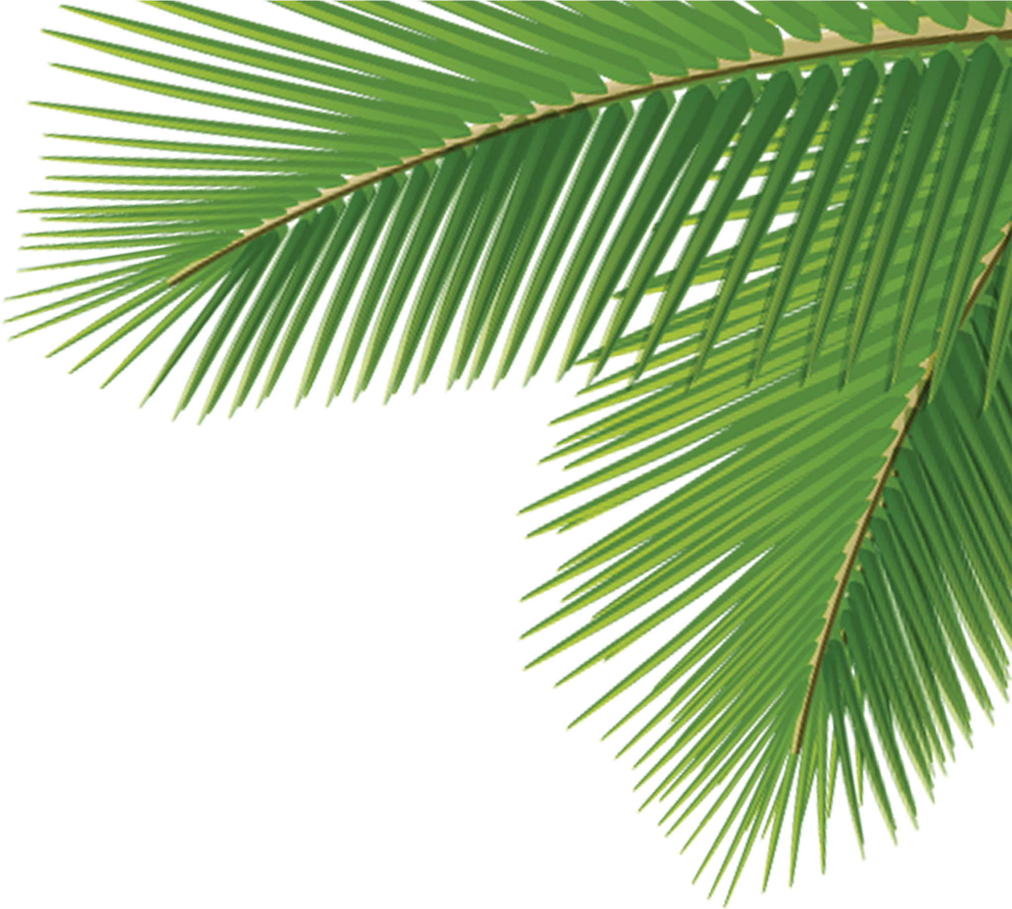 Vibrant Green Palm Leaf PNG image