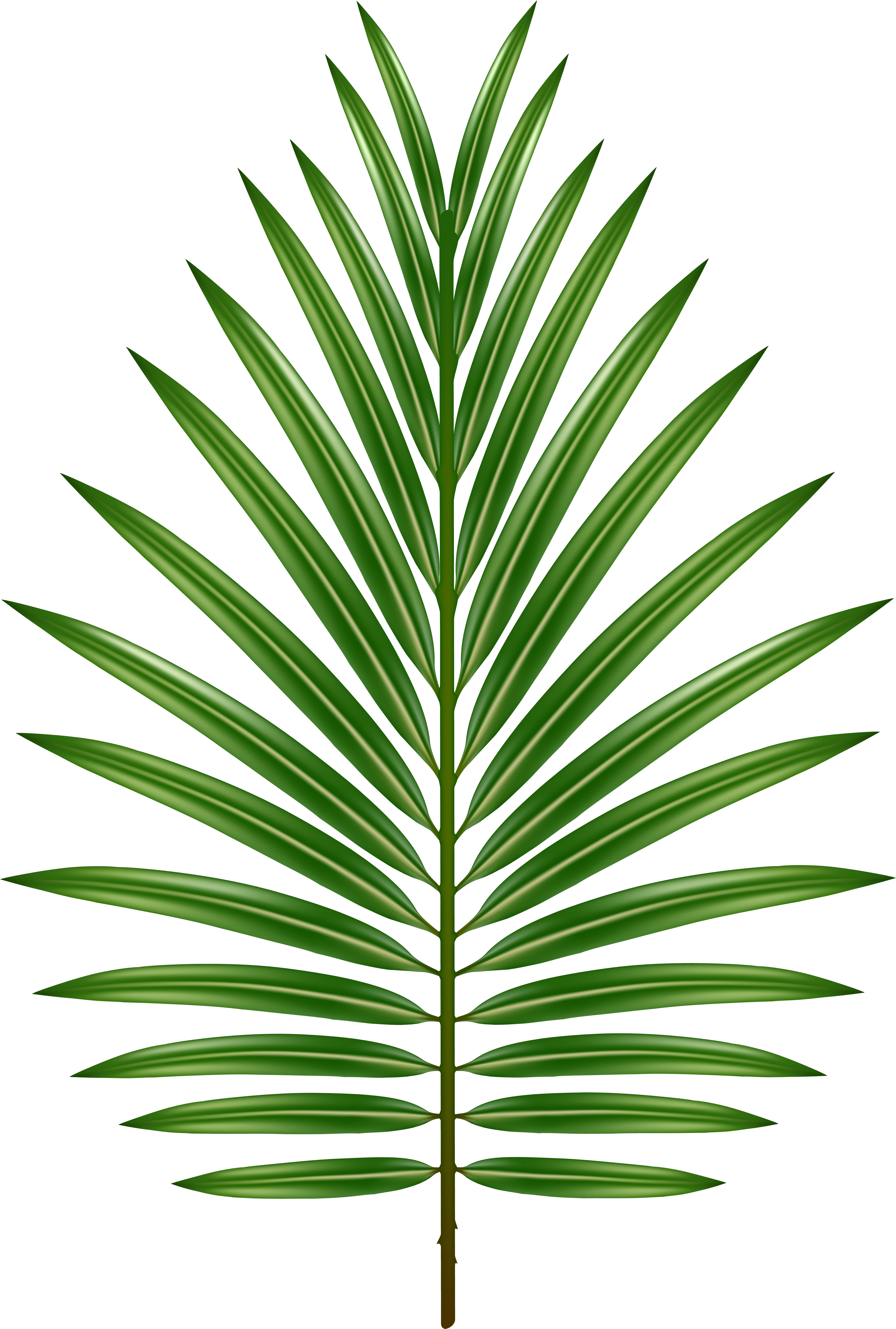 Vibrant Green Palm Leaf PNG image