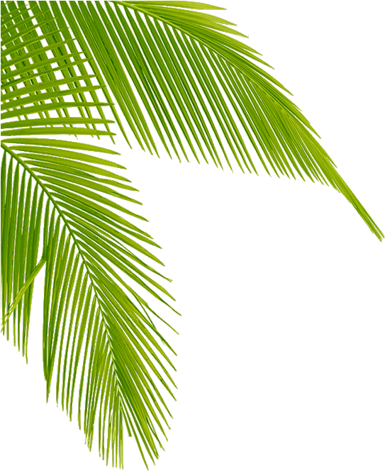 Vibrant Green Palm Leaf PNG image