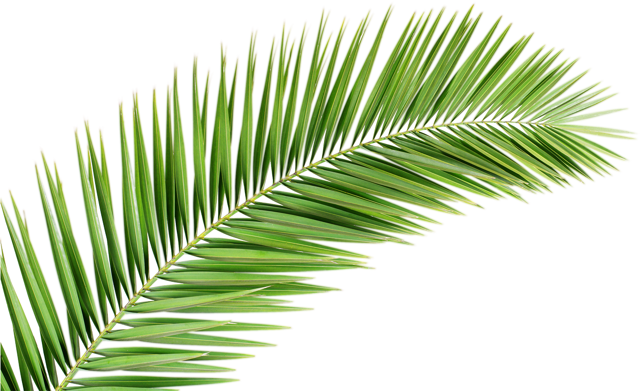 Vibrant Green Palm Leaf PNG image