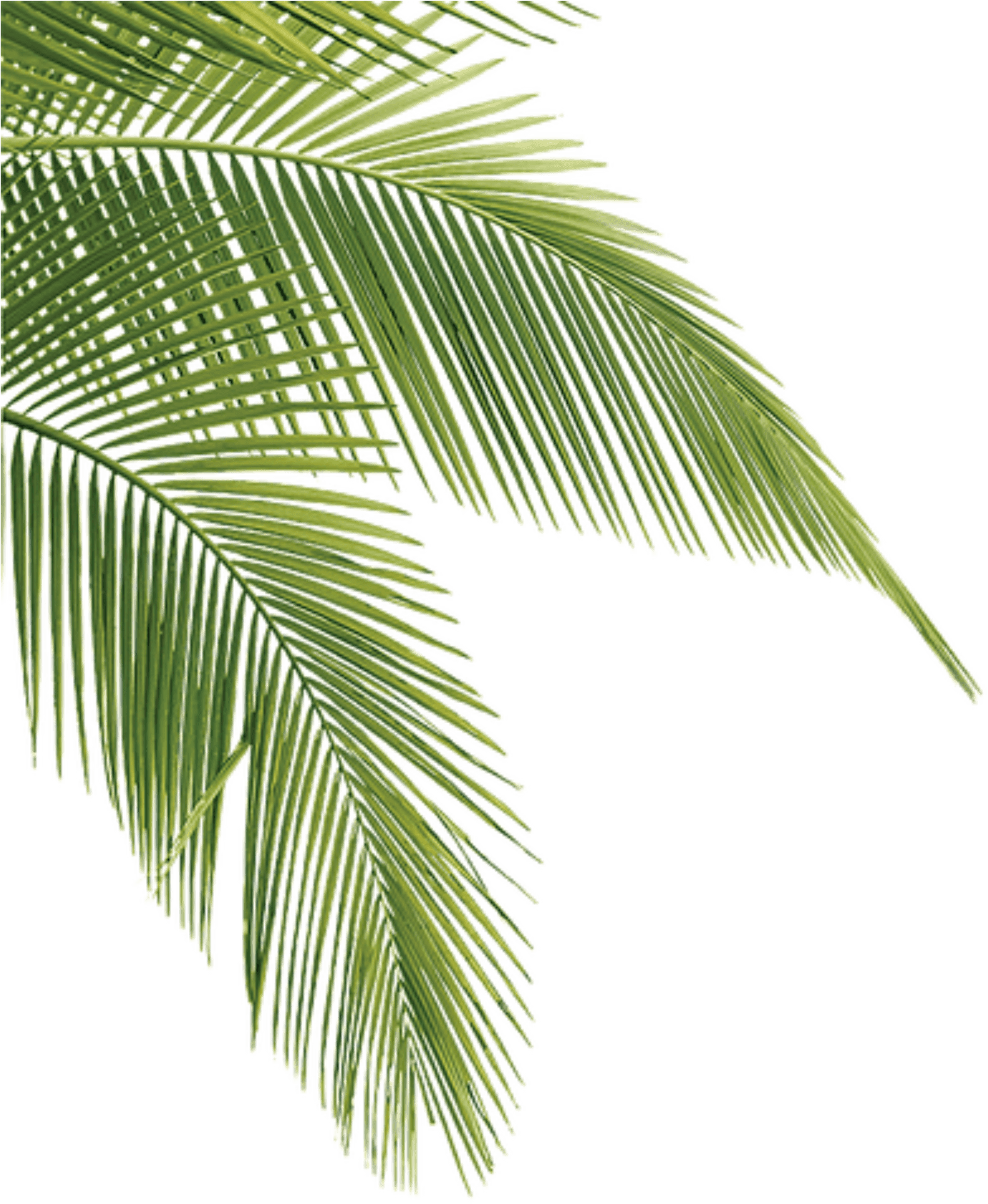 Vibrant Green Palm Leaves PNG image
