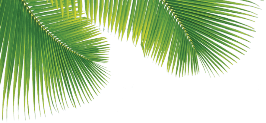 Vibrant Green Palm Leaves PNG image