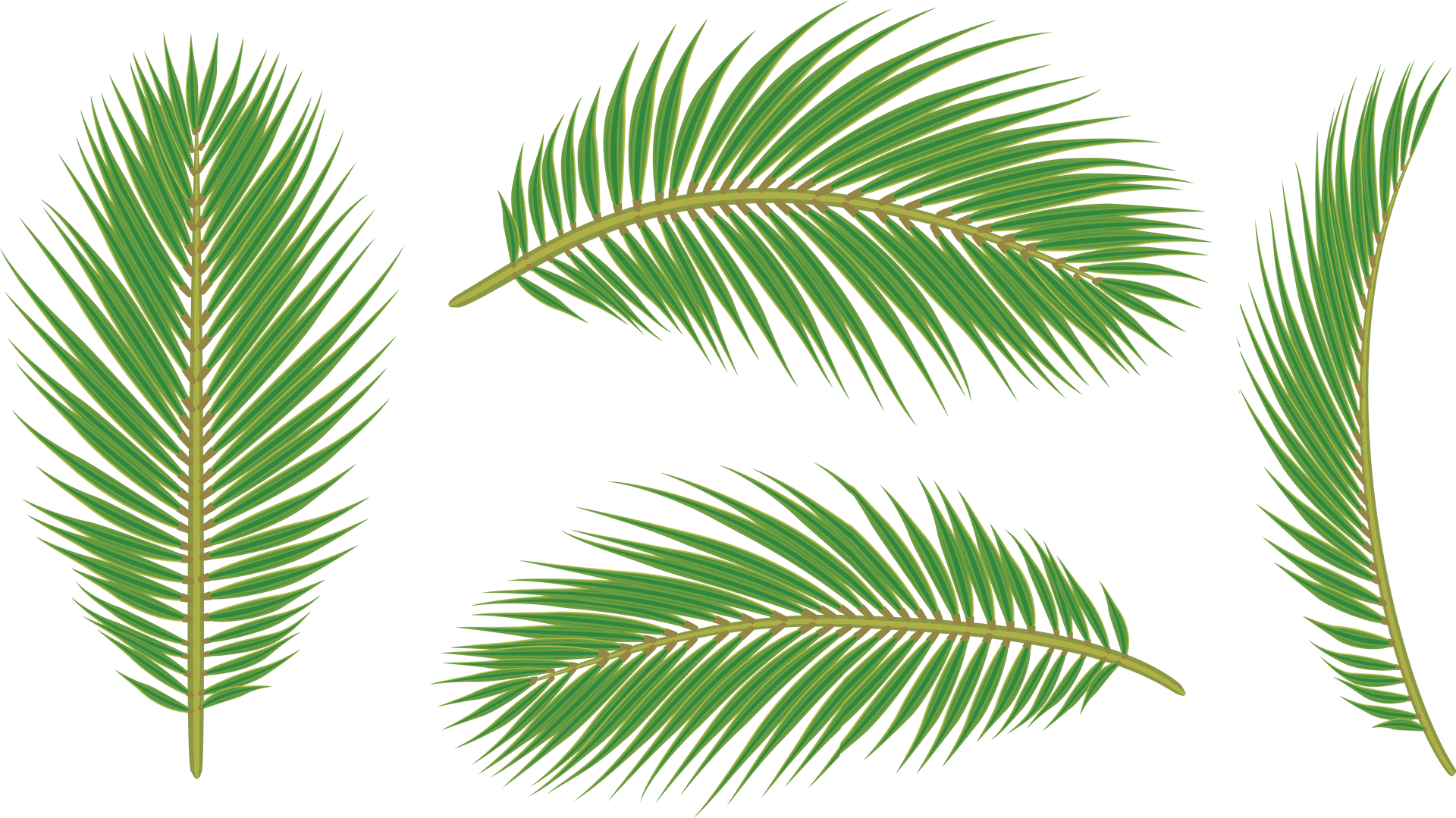 Vibrant Green Palm Leaves Isolated PNG image