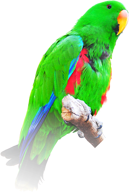 Vibrant Green Parrot Perched PNG image