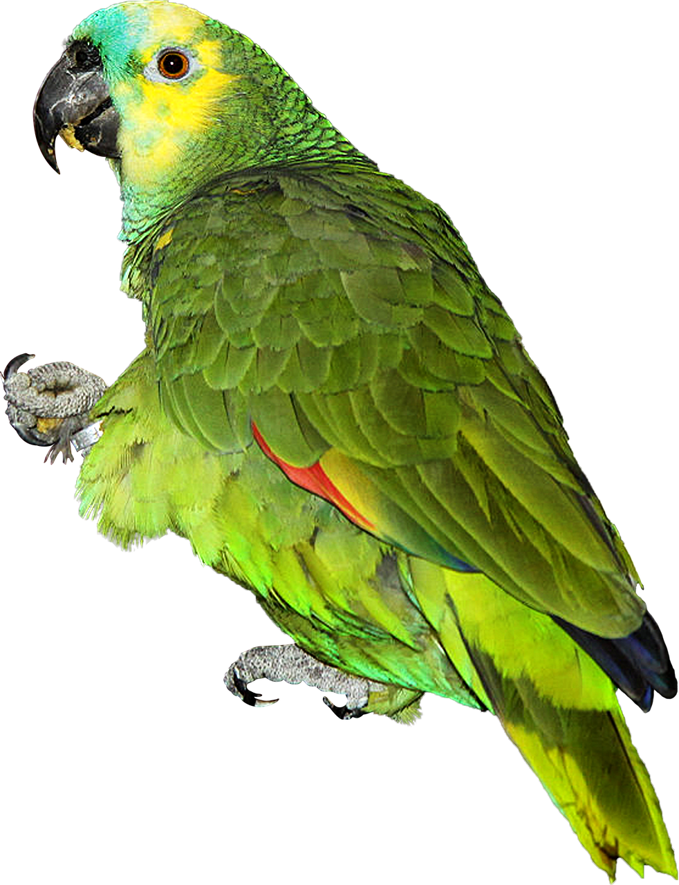 Vibrant Green Parrot Portrait PNG image