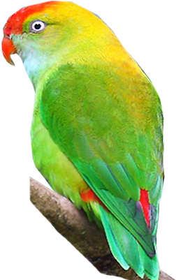 Vibrant Green Parrot Profile PNG image