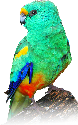 Vibrant Green Parroton Perch PNG image