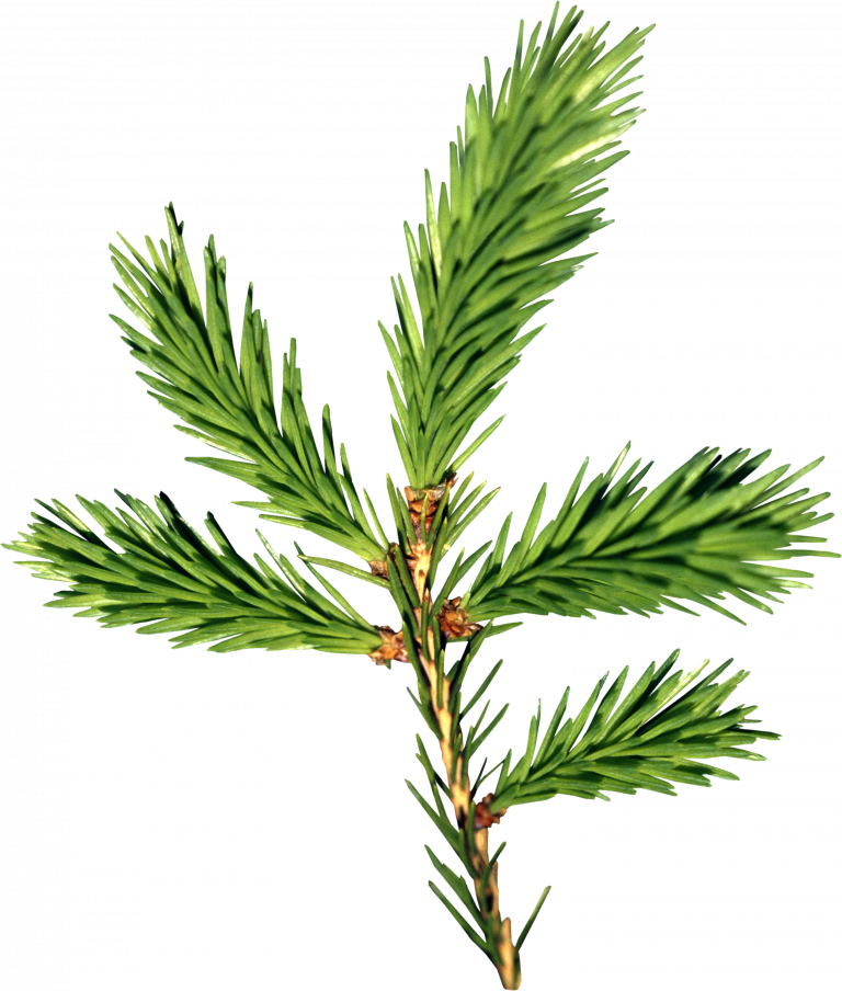 Vibrant Green Pine Branch PNG image