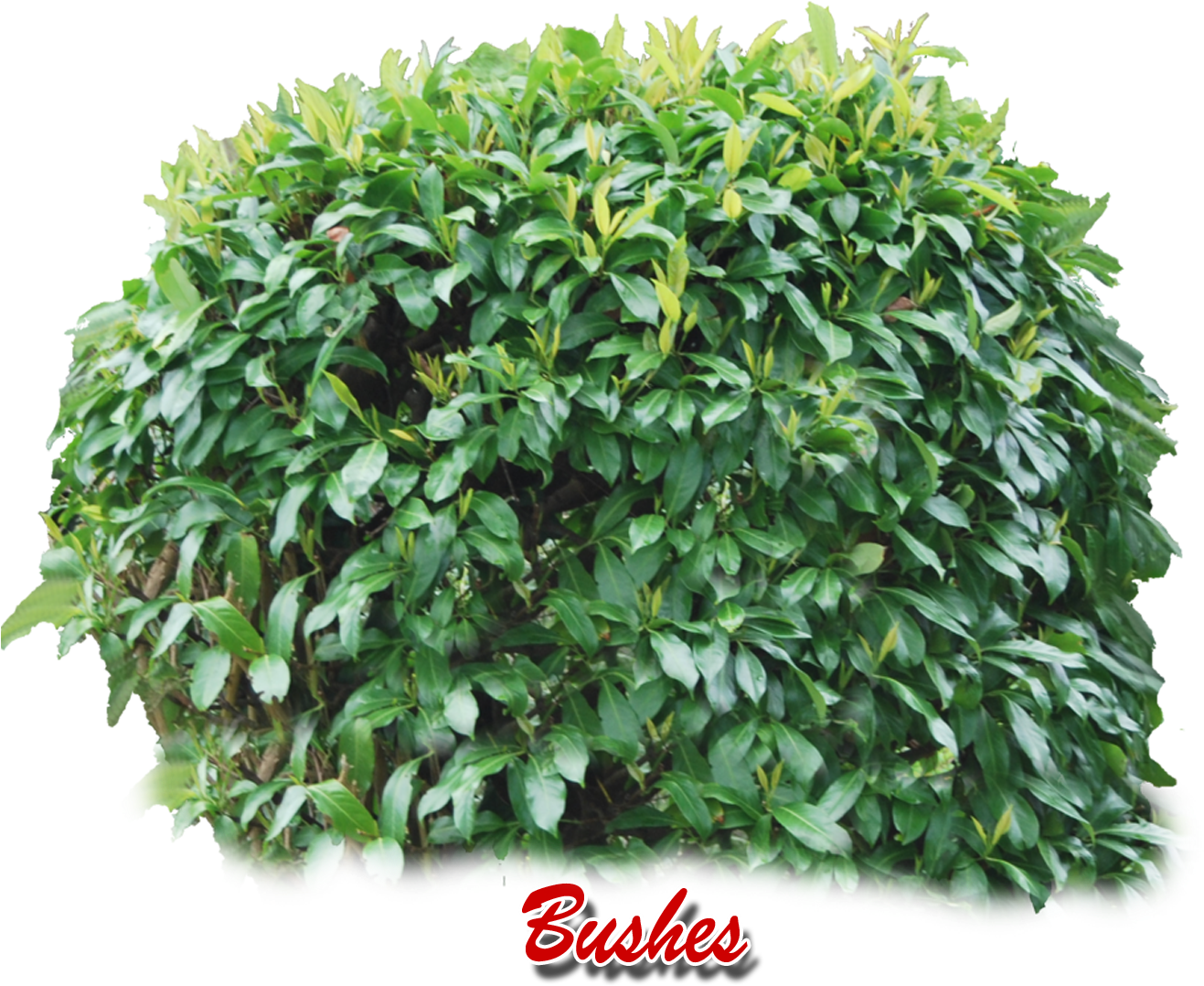 Vibrant Green Shrubbery PNG image