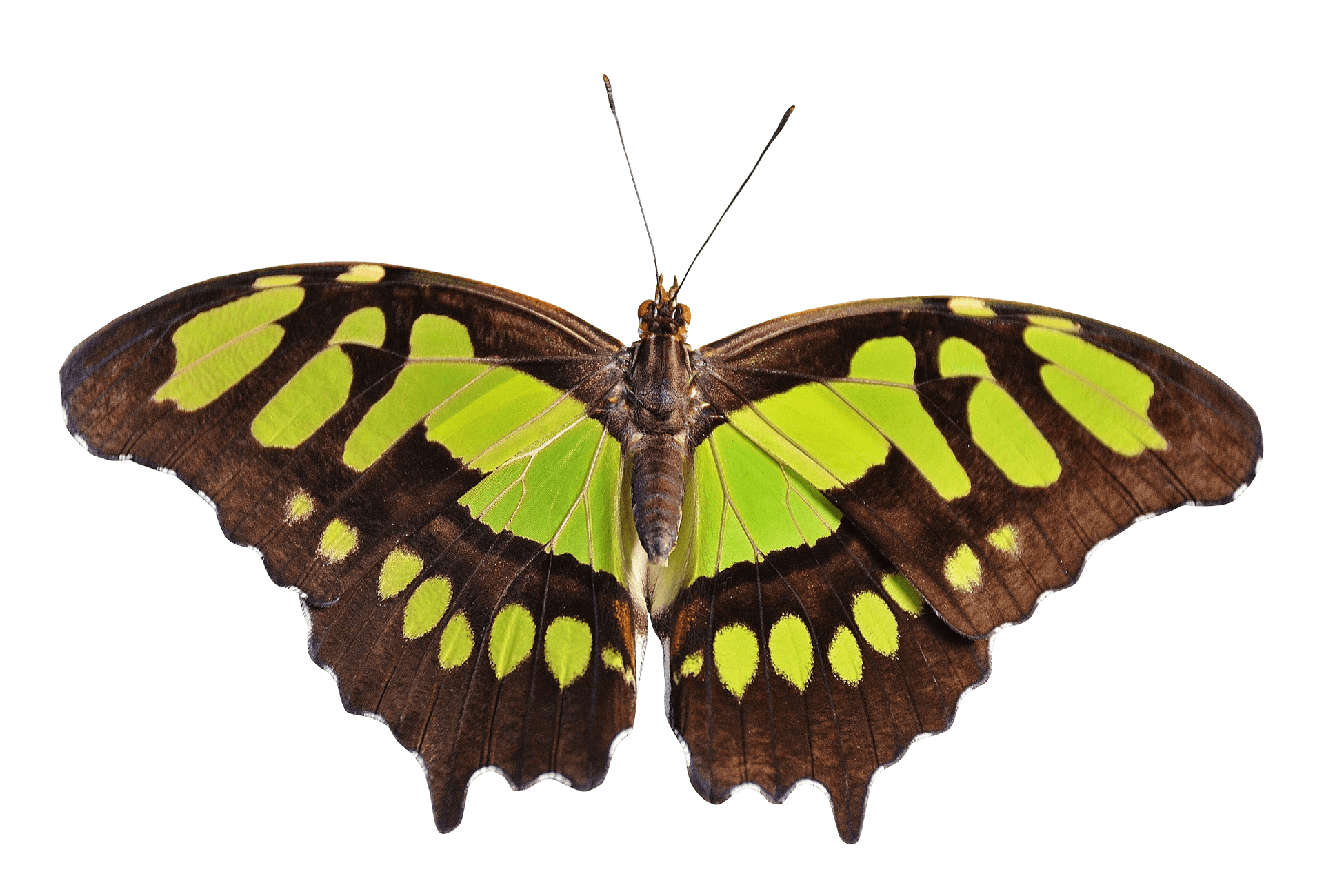 Vibrant Green Spotted Butterfly PNG image