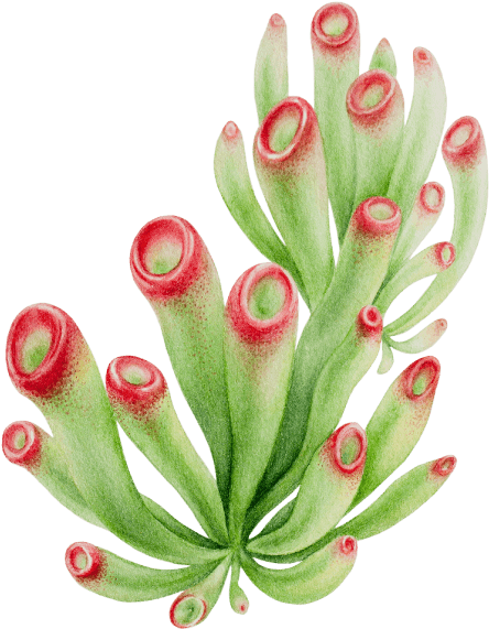 Vibrant Green Succulent Artwork PNG image