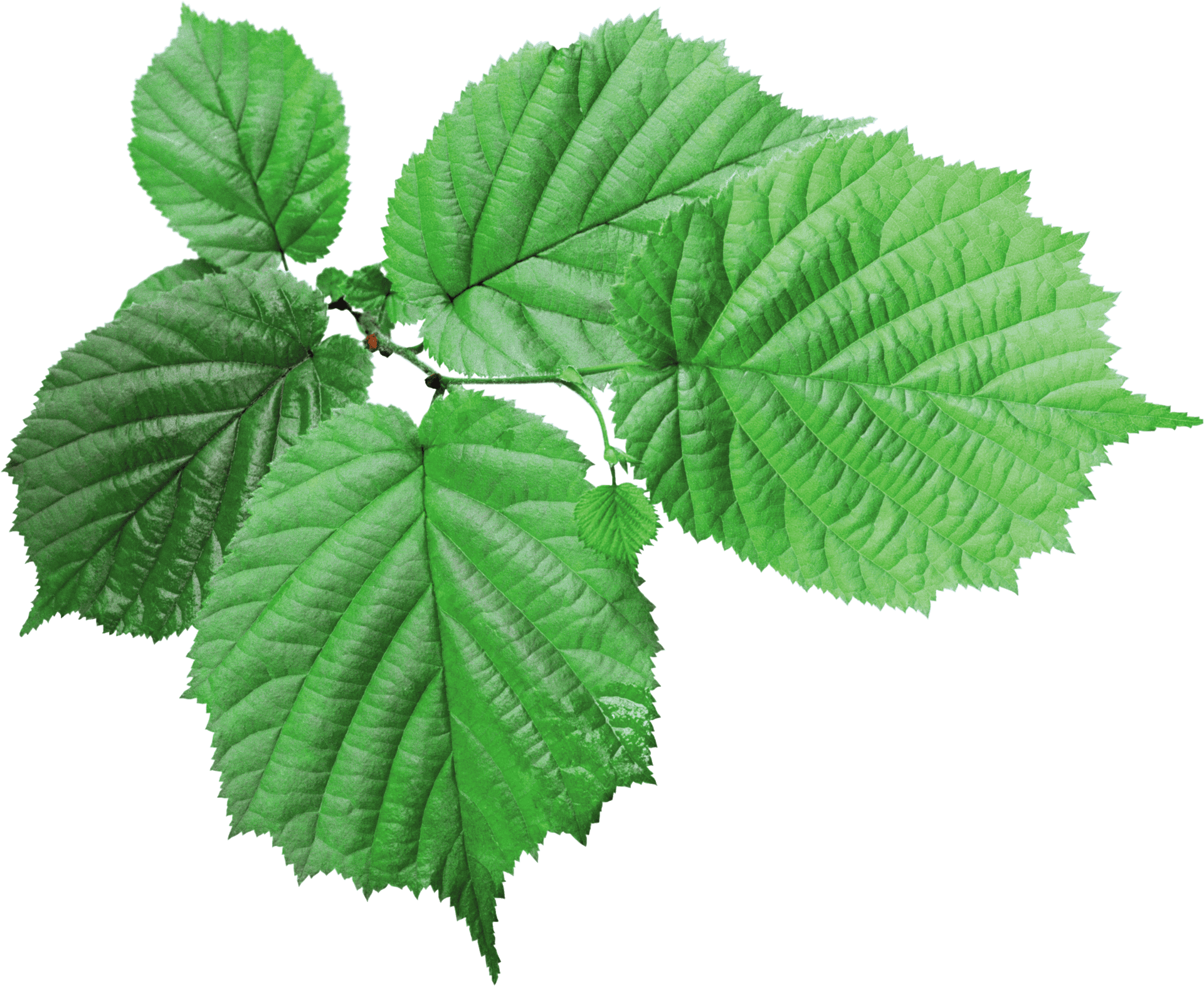 Vibrant Green Tea Leaves PNG image