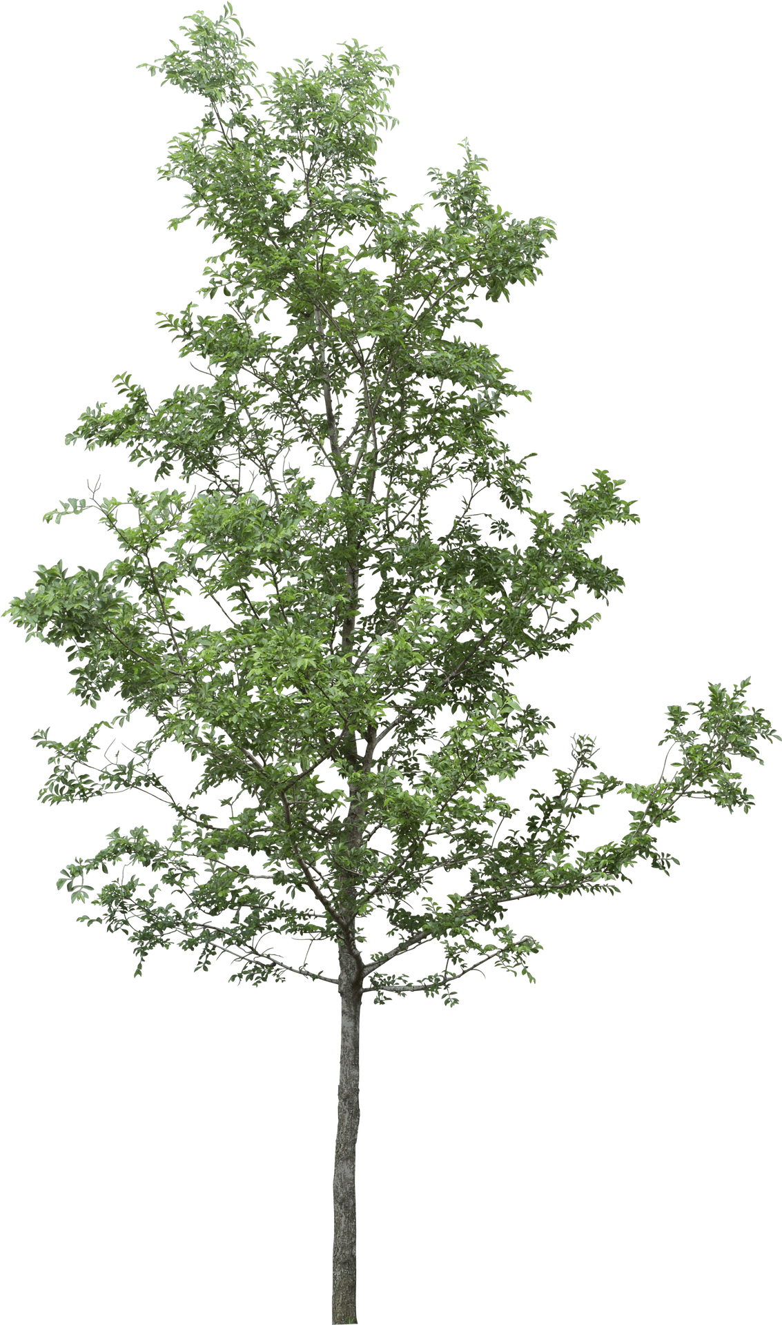 Vibrant Green Tree Against Sky PNG image