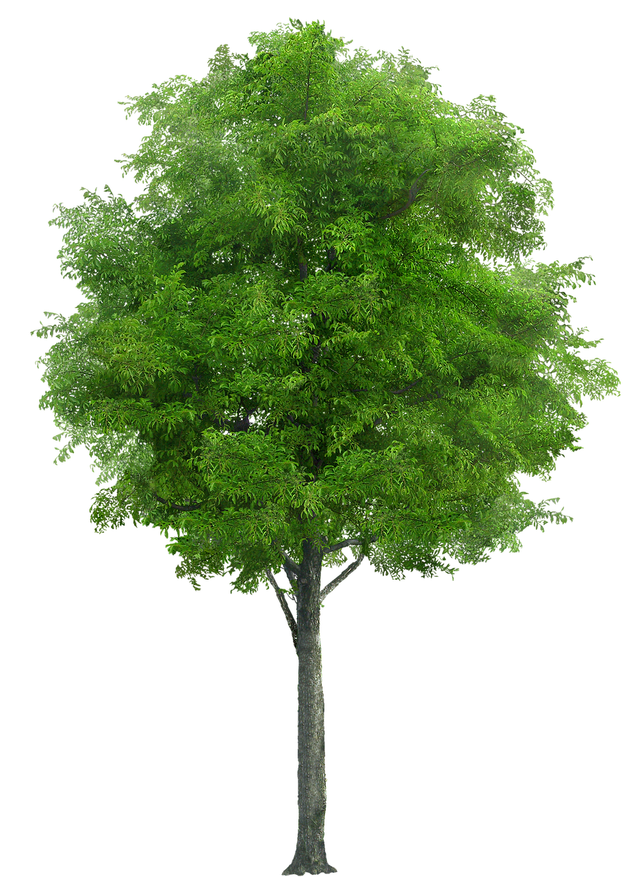 Vibrant Green Tree Isolated.png PNG image