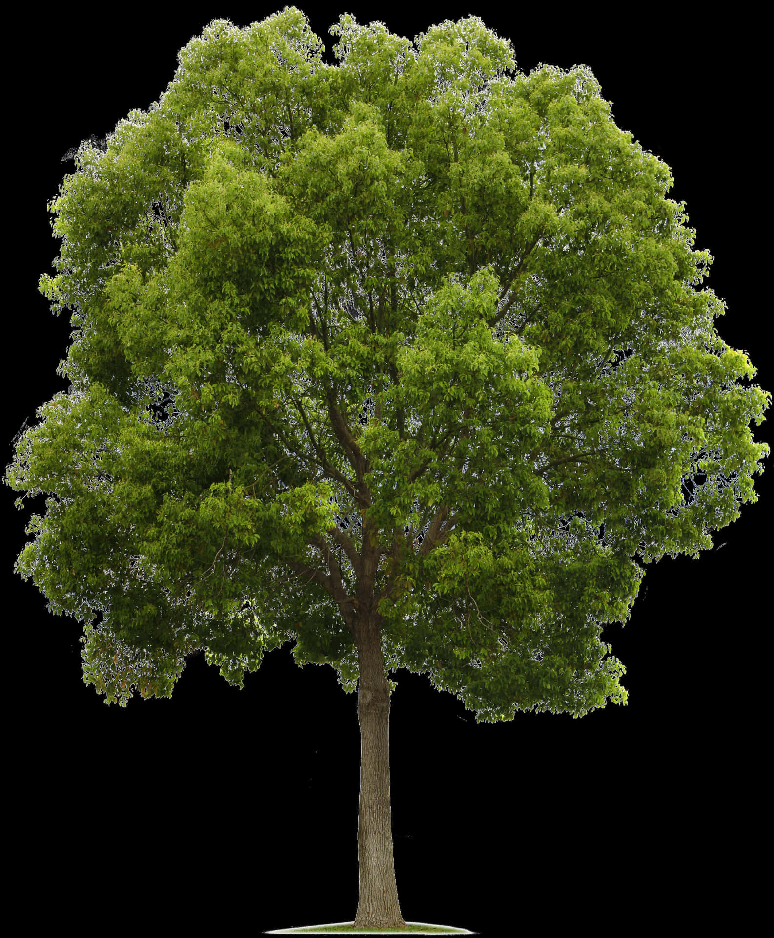 Vibrant Green Tree Isolatedon Black PNG image