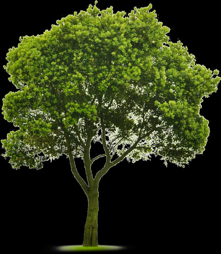 Vibrant Green Tree Isolatedon Black PNG image