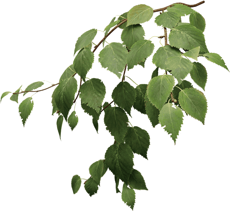 Vibrant Green Tree Leaves Branch PNG image