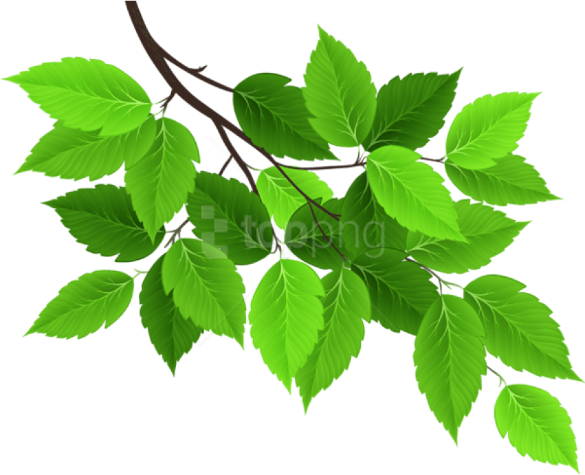 Vibrant Green Tree Leaves PNG image
