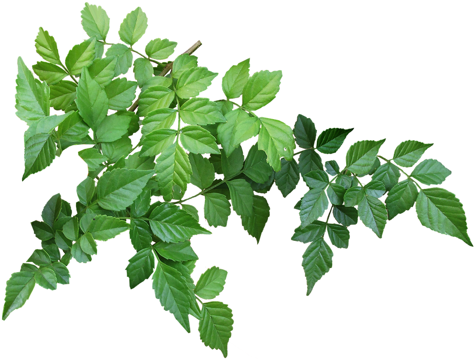 Vibrant Green Tree Leaves Transparent Background PNG image