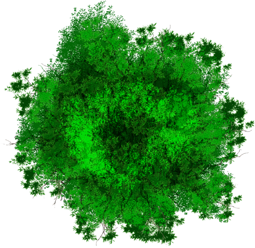 Vibrant Green Tree Top View PNG image