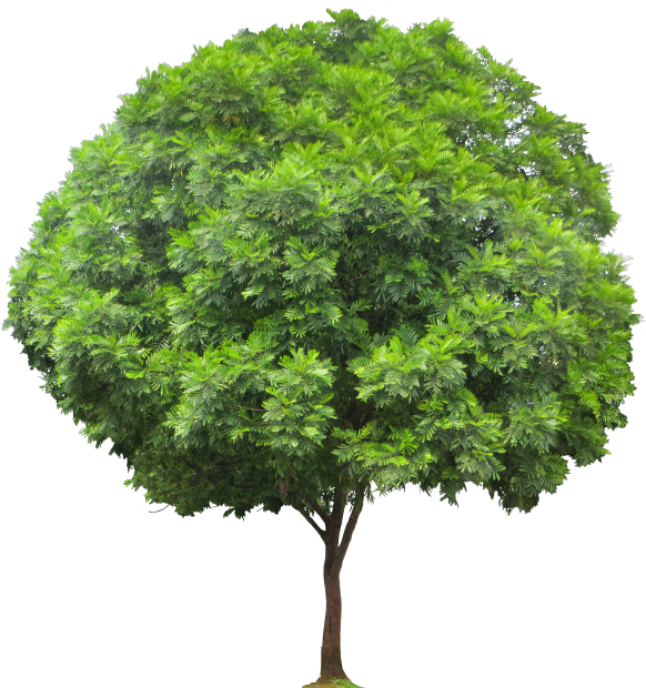 Vibrant Green Tropical Tree.png PNG image