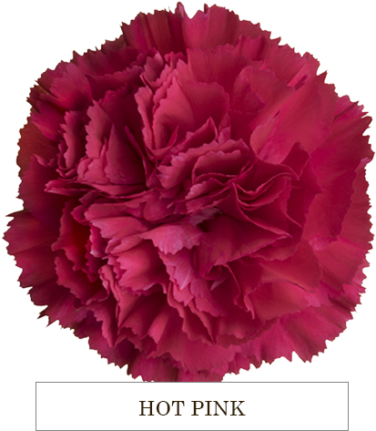Vibrant Hot Pink Carnation PNG image