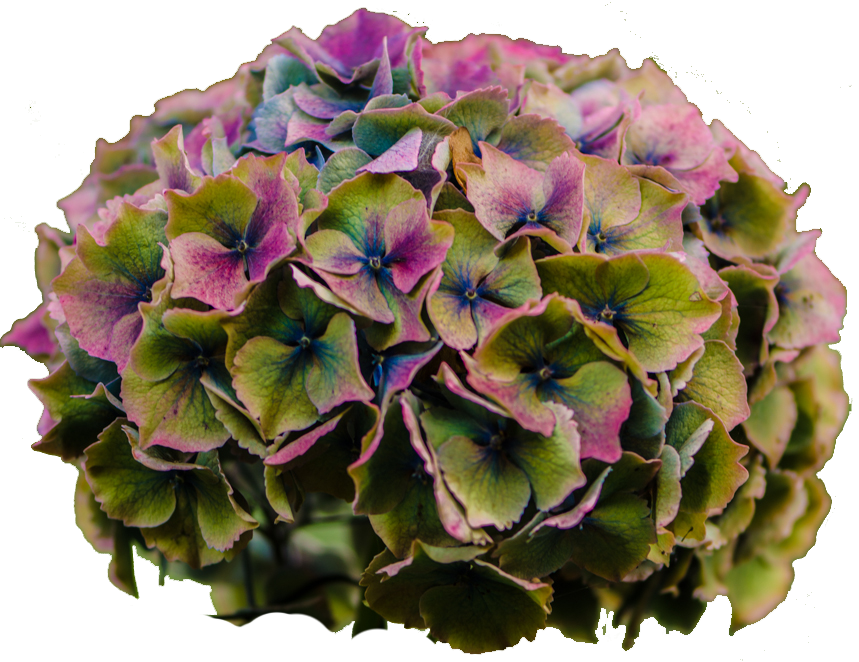 Vibrant Hydrangea Bloom PNG image