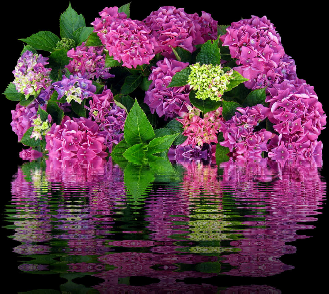 Vibrant Hydrangea Reflections PNG image