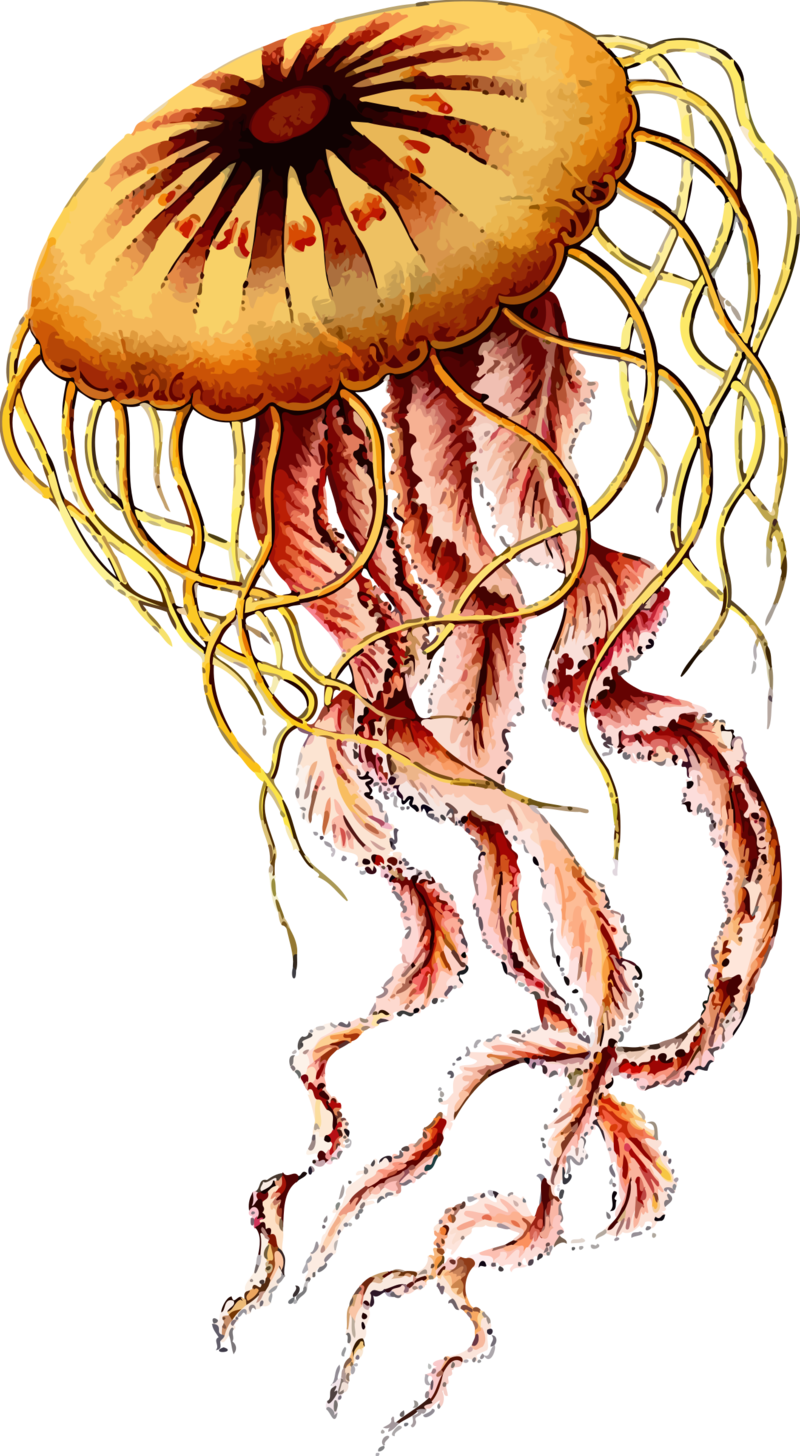 Vibrant_ Jellyfish_ Illustration.png PNG image