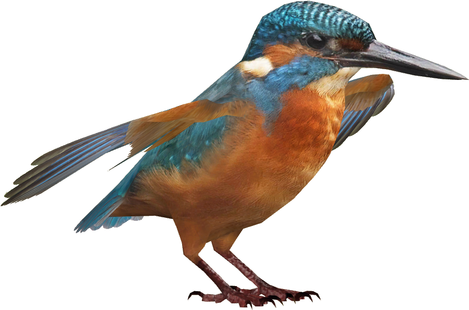Vibrant Kingfisher Isolated PNG image