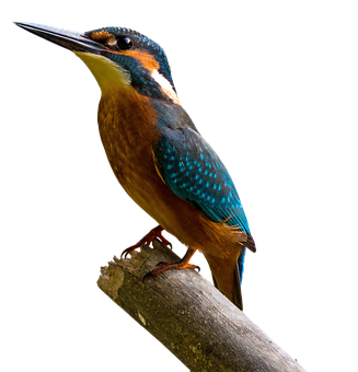 Vibrant Kingfisher Perched PNG image