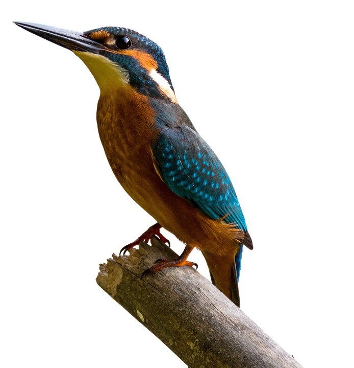 Vibrant Kingfisher Perched PNG image