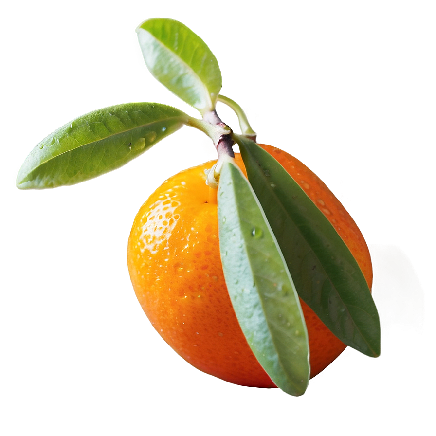 Vibrant Kumquat Png 06252024 PNG image