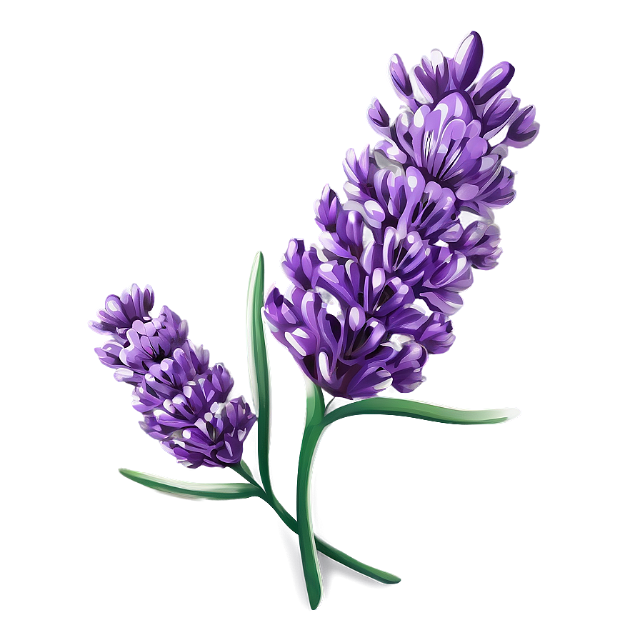 Vibrant Lavender Blossom Png 06132024 PNG image