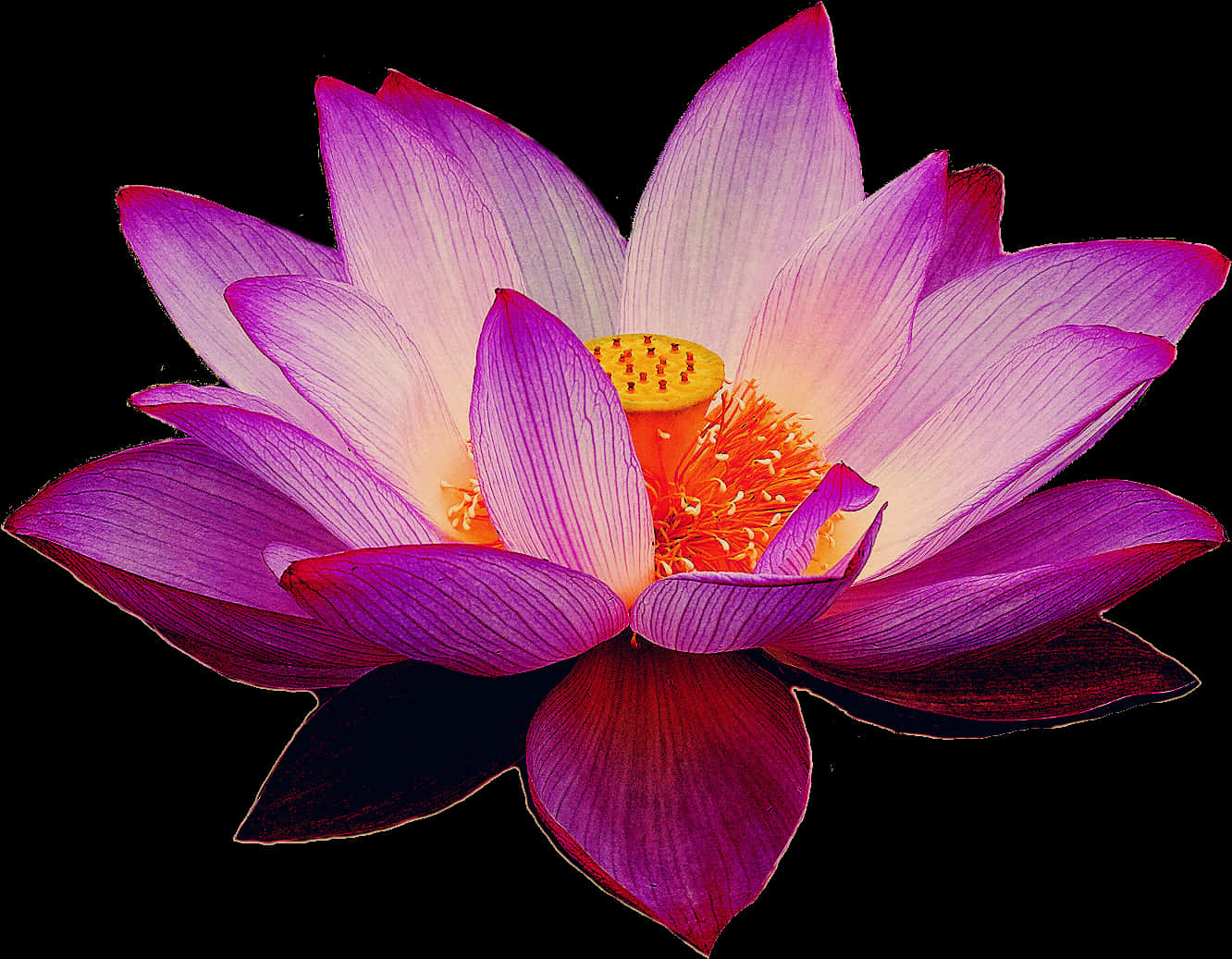 Vibrant Lotus Flower Bloom PNG image