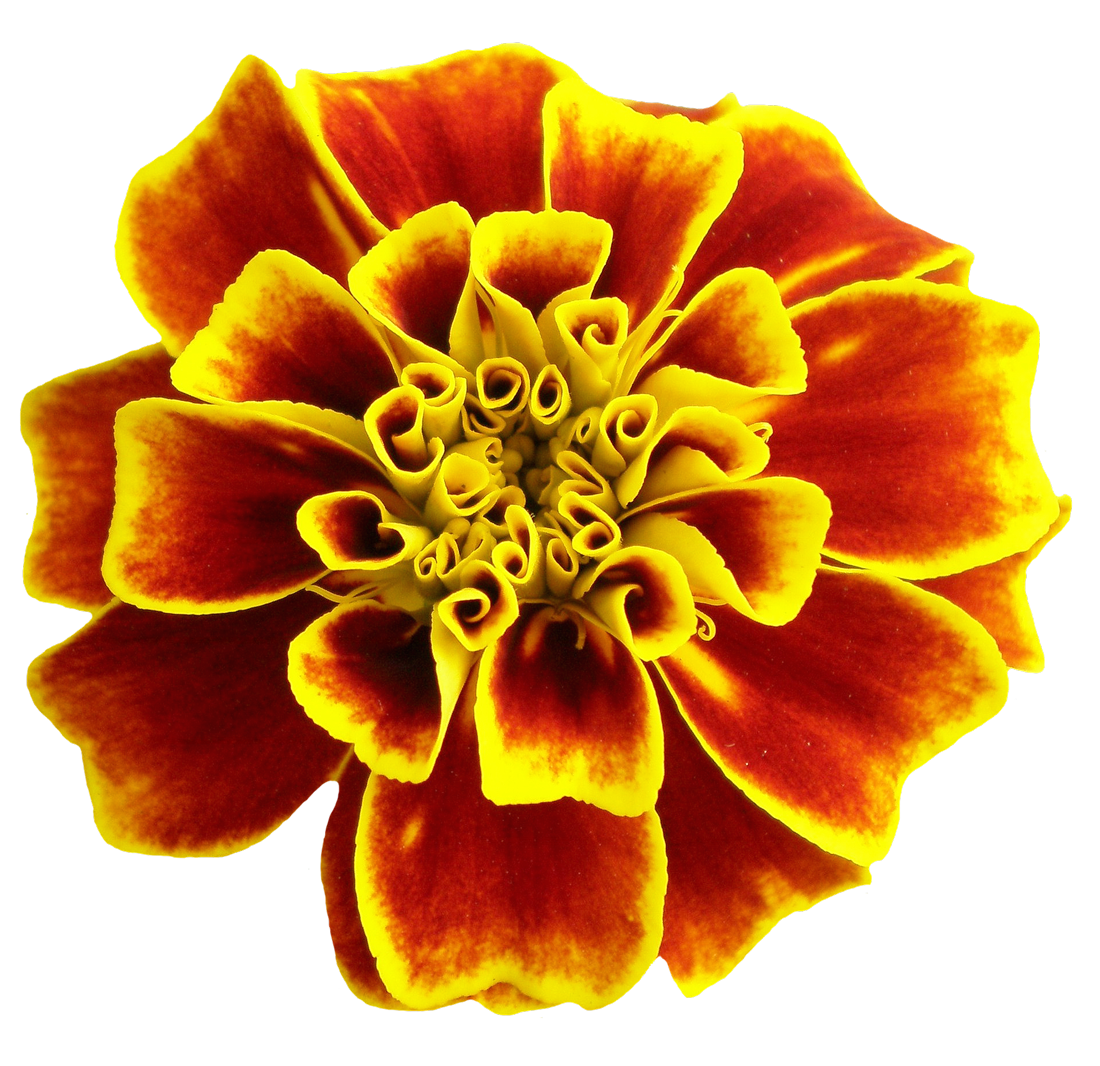 Vibrant_ Marigold_ Closeup PNG image