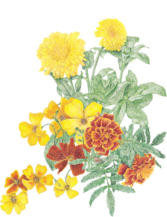 Vibrant Marigold Collection PNG image