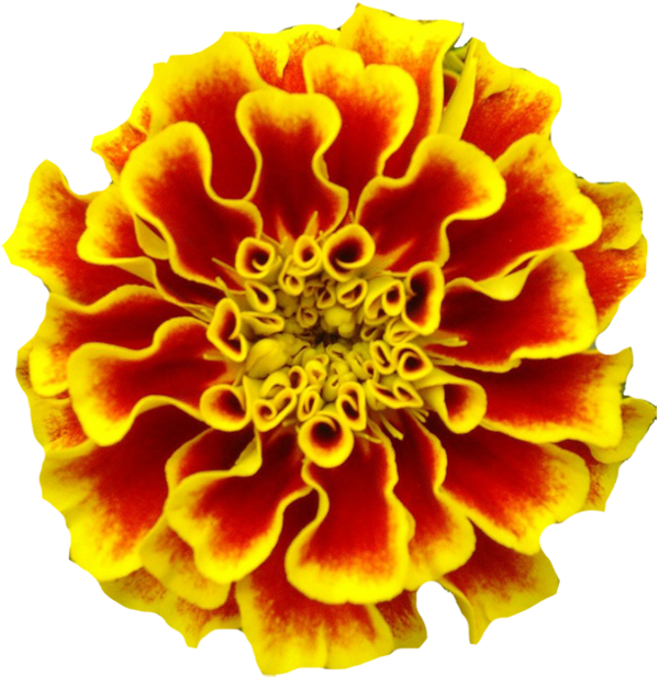 Vibrant Marigold Flower PNG image