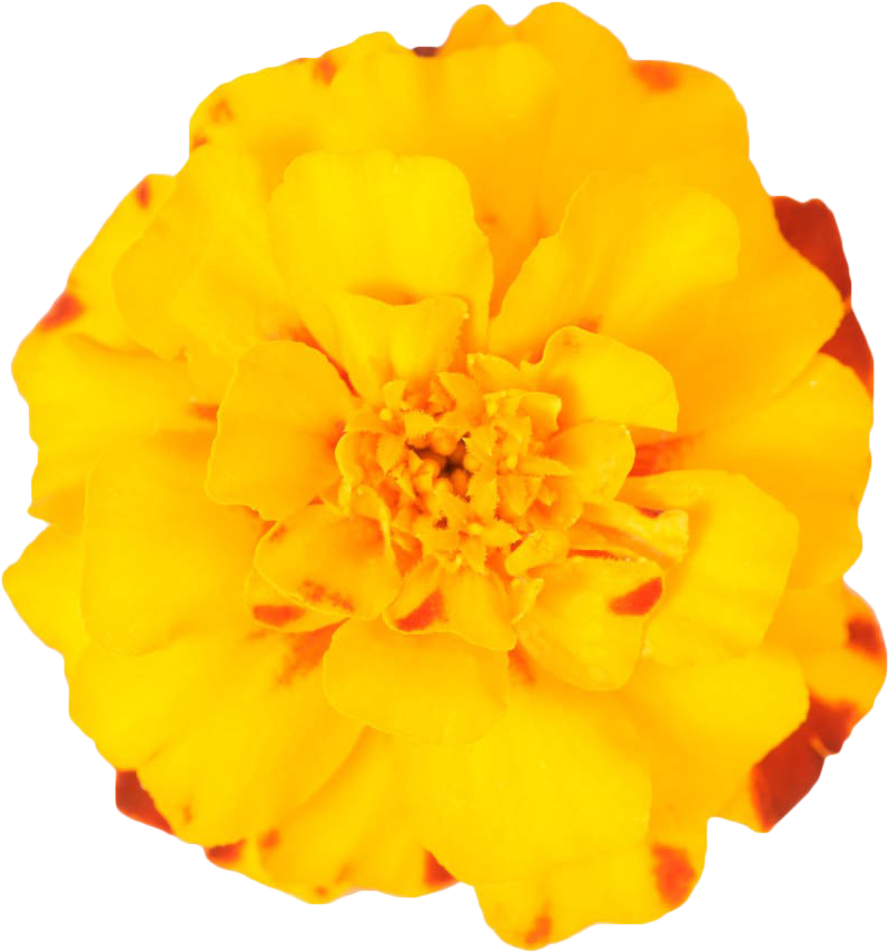 Vibrant Marigold Flower Isolated PNG image