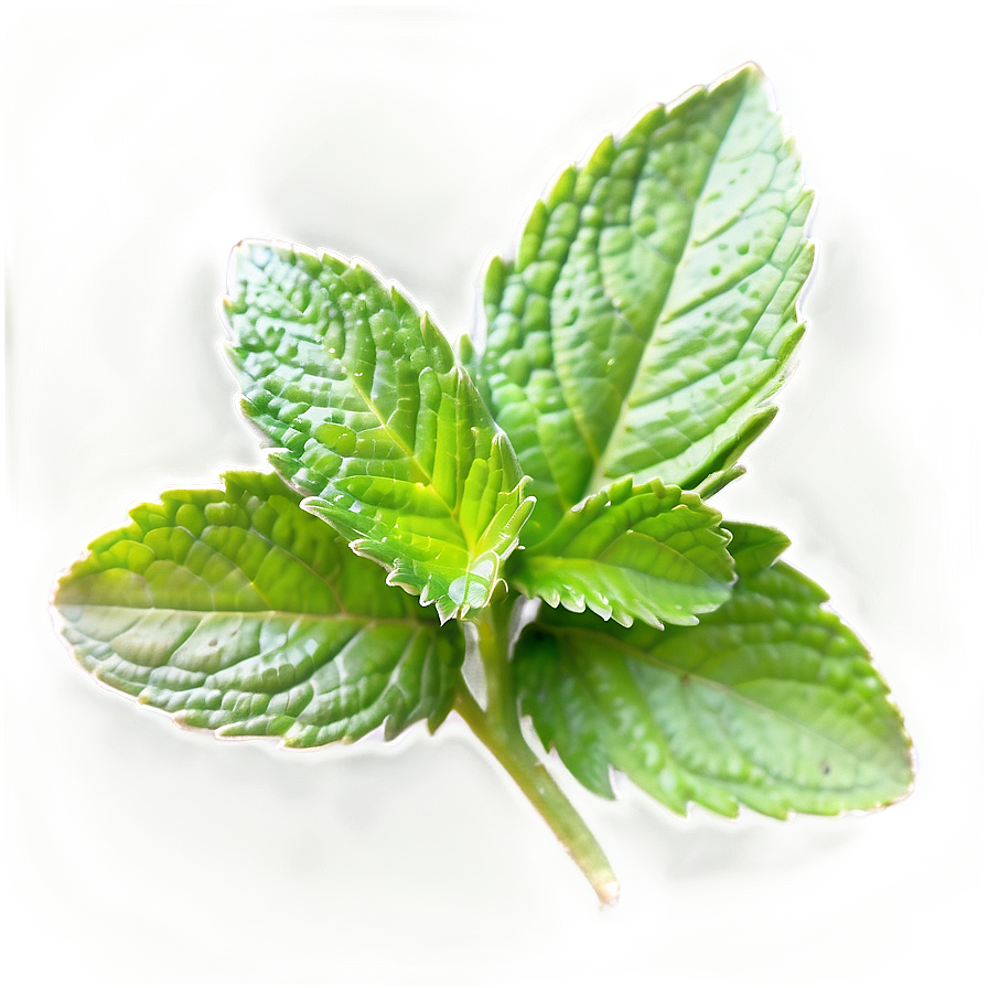 Vibrant Mint Leaf Png 06212024 PNG image