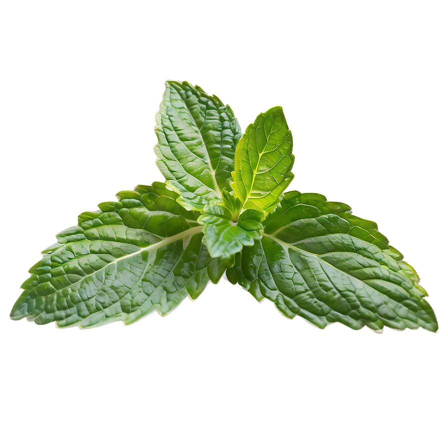 Vibrant Mint Leaf Png 18 PNG image