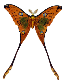 Vibrant Moth Spread Wings PNG image