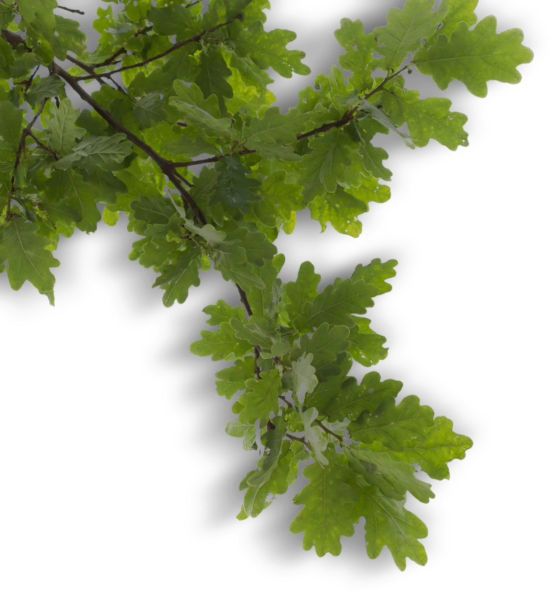 Vibrant Oak Branch.png PNG image