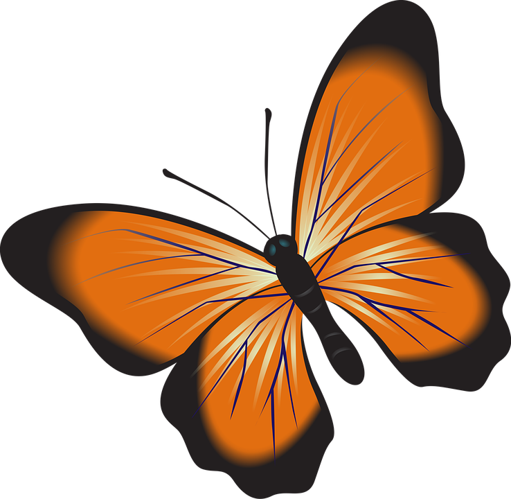 Vibrant Orange Butterfly Graphic PNG image