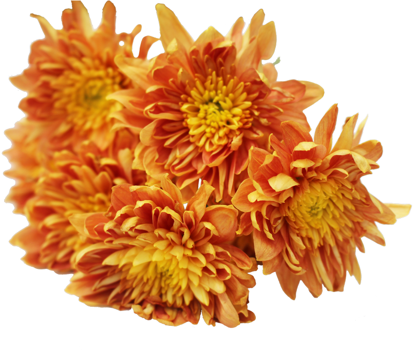 Vibrant Orange Chrysanthemums PNG image