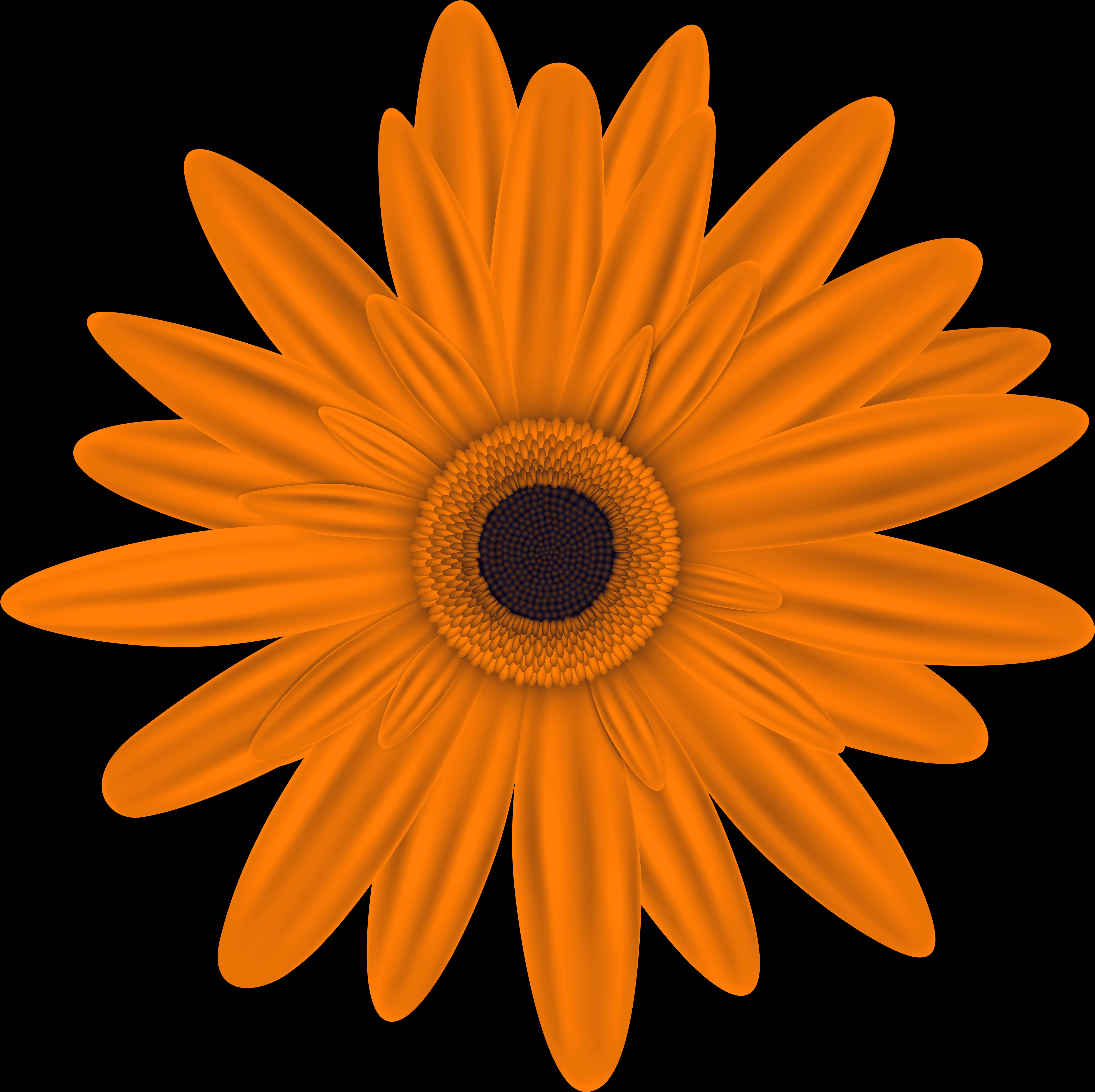 Vibrant Orange Daisy Black Background PNG image