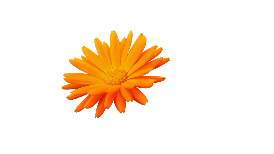 Vibrant Orange Flower Blue Background PNG image